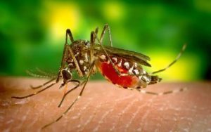 Menkes Buat Kesepakatan Bersama Gubernur di Seluruh Papua Eliminasi Malaria 2030