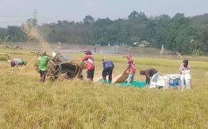 Kado Istimewa Hari Tani Nasional 2025, Bupati Ade Kunang Persembahkan Perda LP2B untuk Sejahterakan Petani